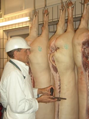 Amtliche Fleischuntersuchung an Schlachtkörpern durch die Tierarztpraxis Pfeiffer