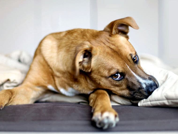 Hund liegt auf einer Decke