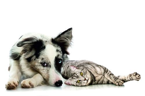 Hund und Katze, Kleintierpraxis Pfeiffer