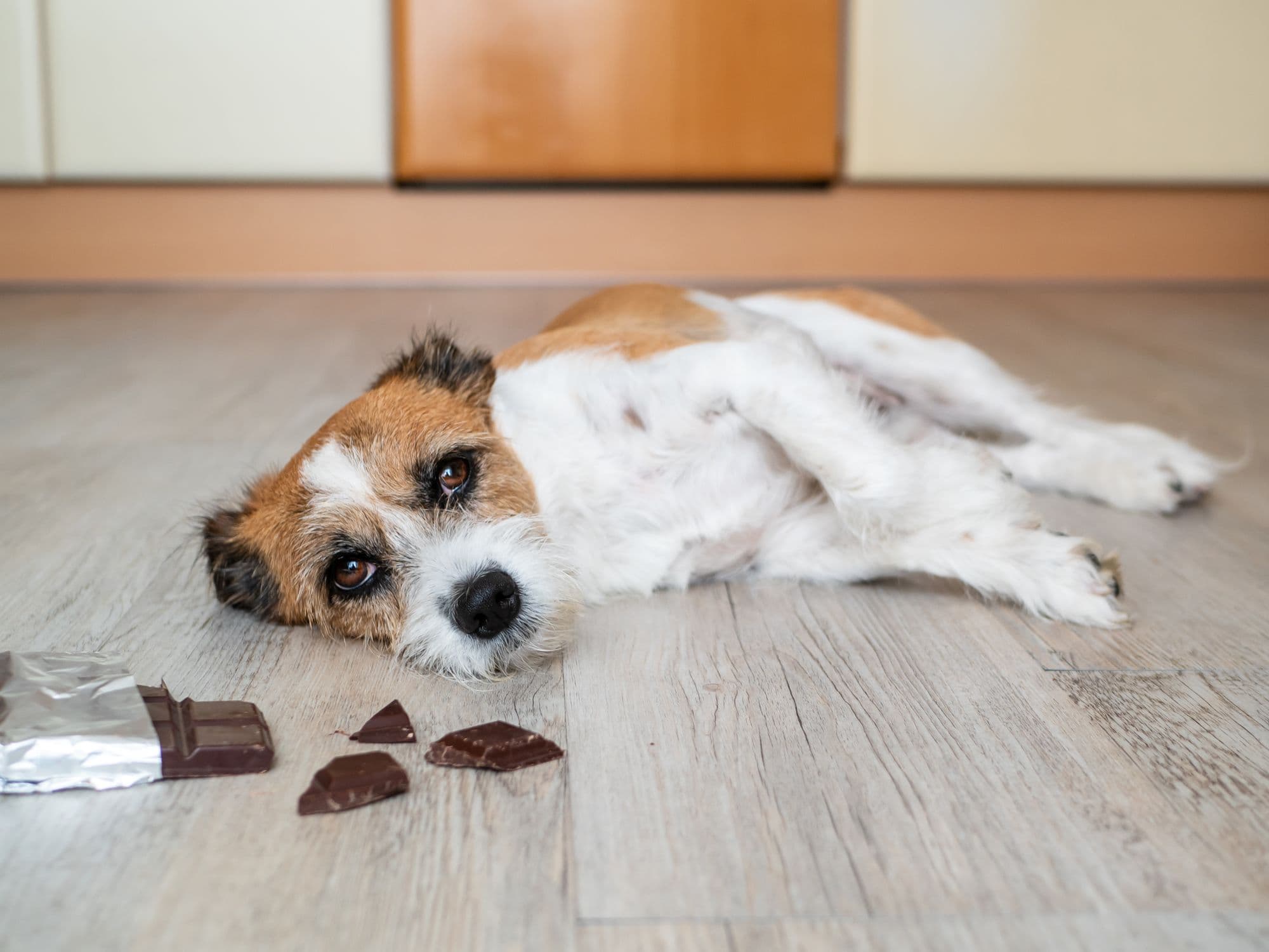 Bild: Sonja Rachbauer / iStock Hund liegt neben angebissener Schokoladentafel auf dem Boden