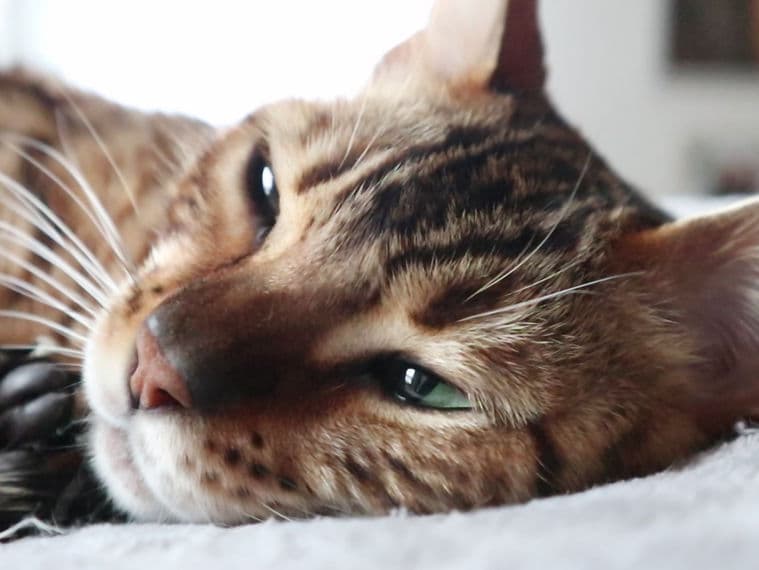 Katze liegt entspannt und schaut in die Kamera
