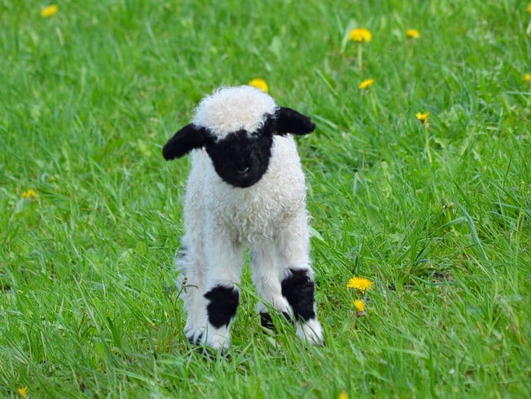 Junges Lamm auf einer Frühlingswiese