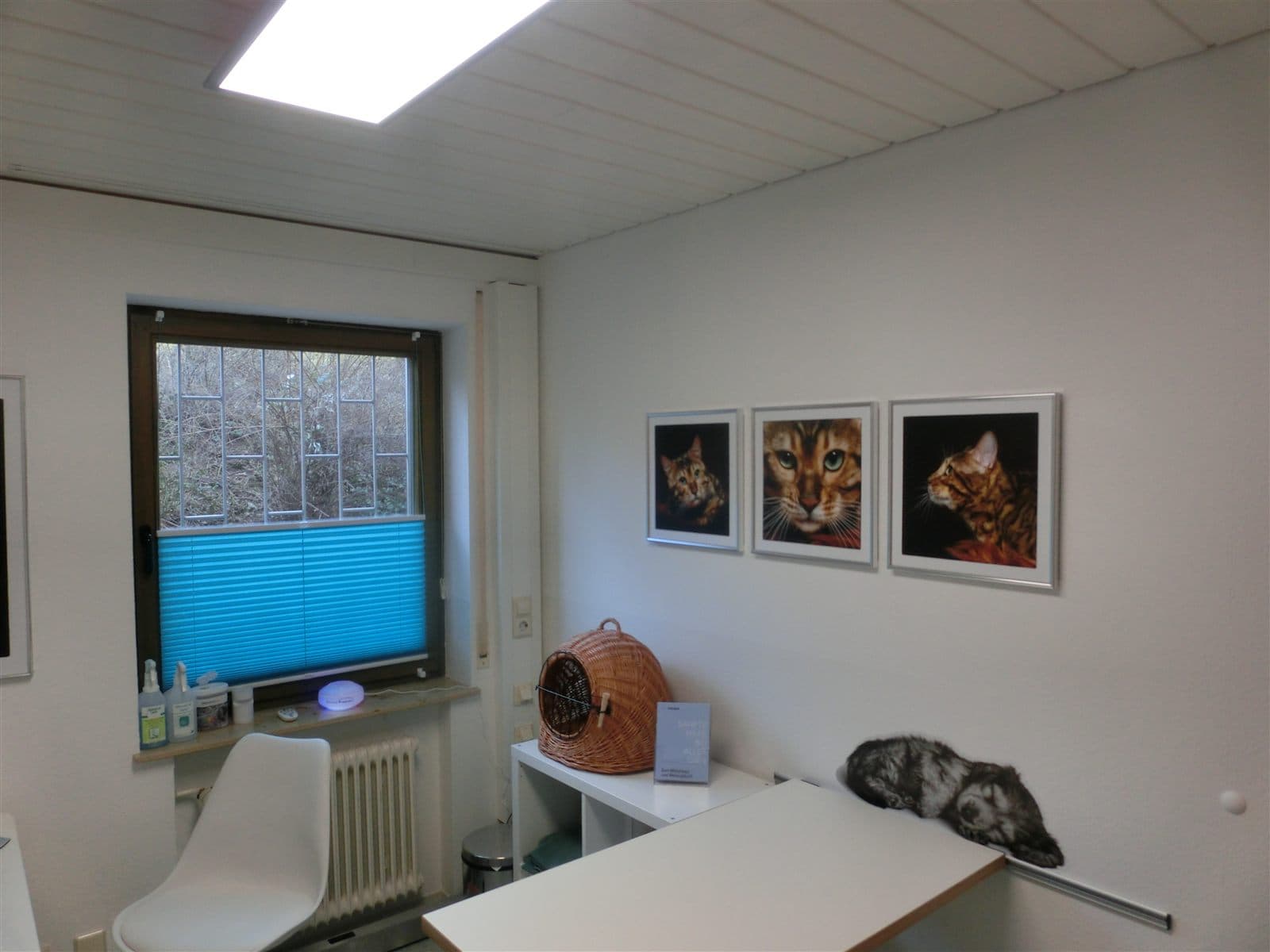 Zweiter Behandlungsraum mit Katzenbildern an der Wand