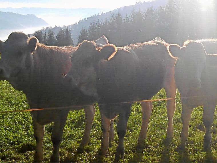Rinderherde auf der Weide im Murrtal
