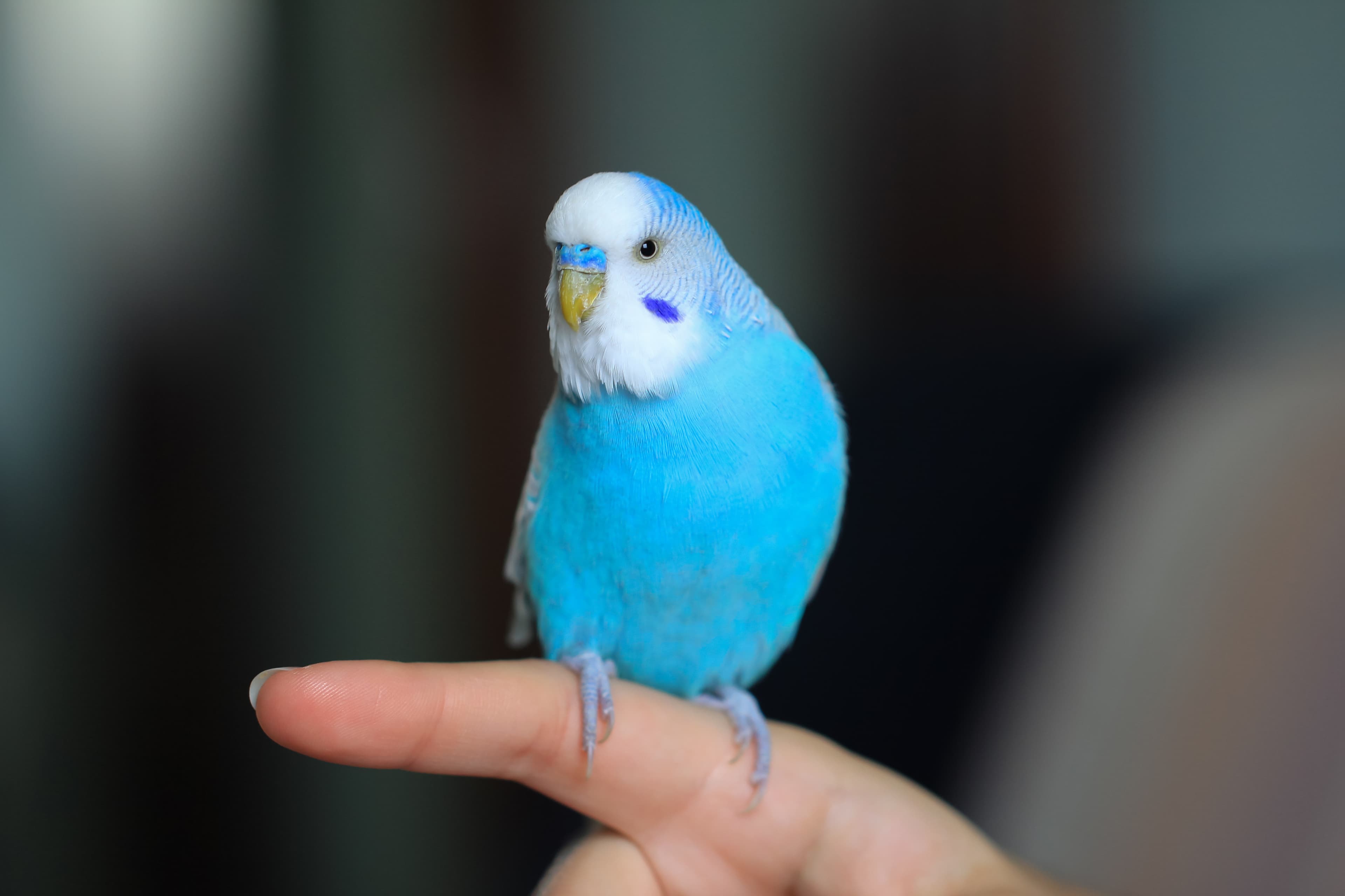 Wellensittich sitzt auf einem Finger